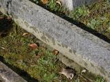 image of grave number 914432